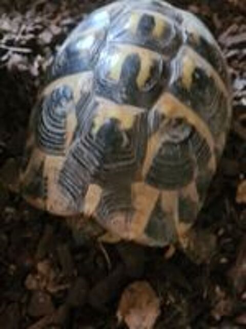   Tortue femelle de terre adulte  