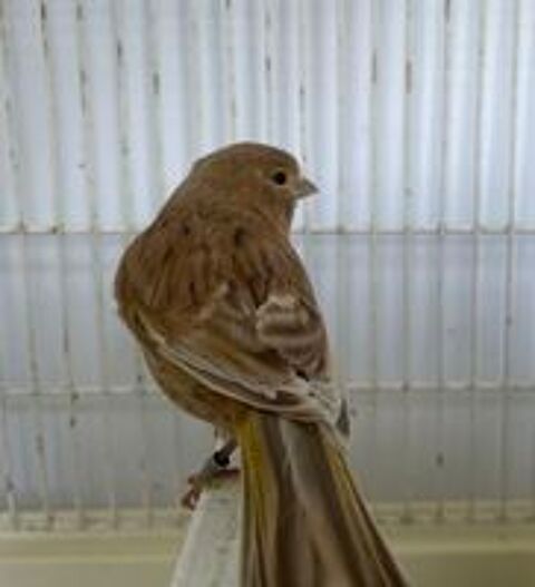   Canaris brun porteur phao
