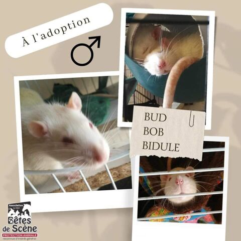 Bob et Bidule - 2 rats à adopter 10 35134 Thourie