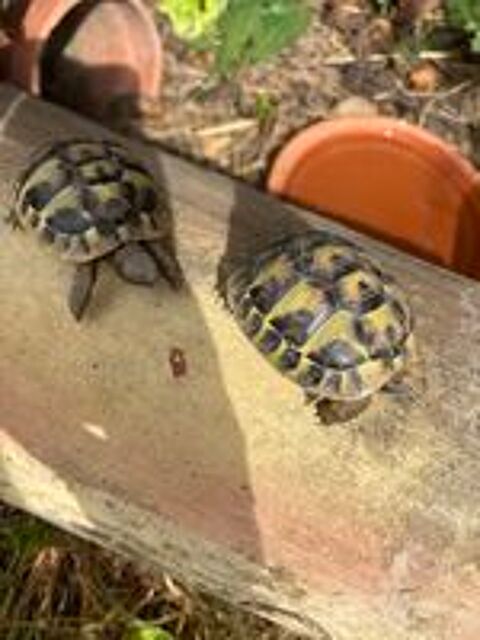   2 tortues juvéniles  