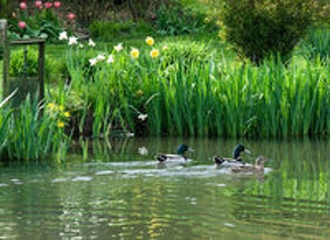    canard colvert 