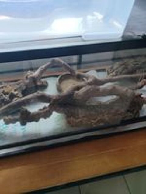   Pantherophis guttatus plus Terra  