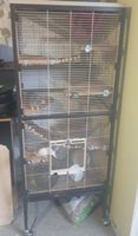   deux rats avec la cage 