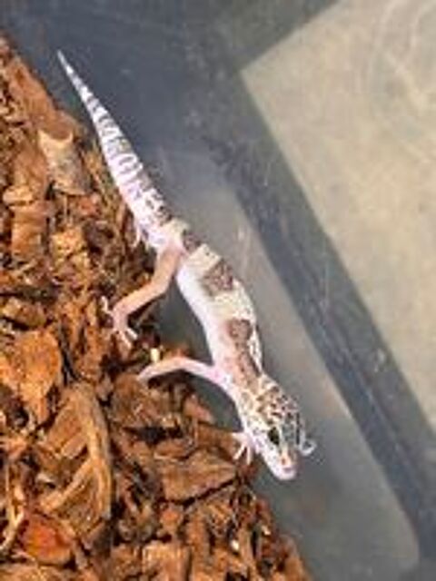   Bébés geckos léopard 5 