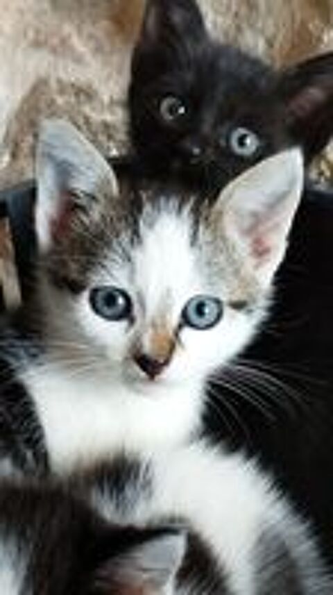   Offre 3 adorables chatons à chouchouter  