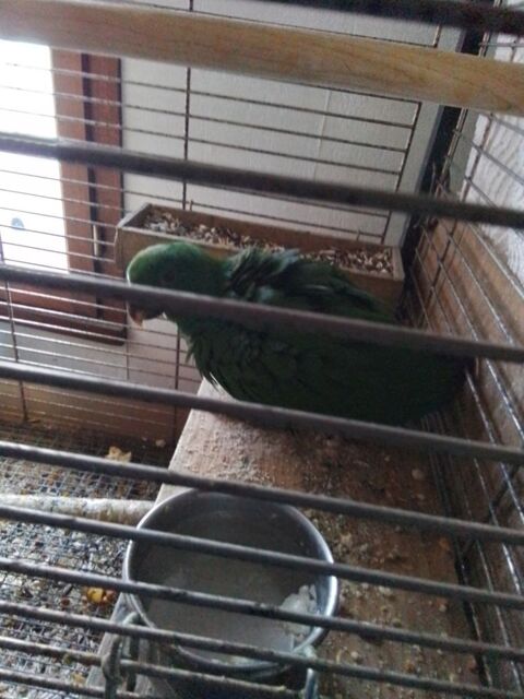 Eclectus 500 40110 Arengosse