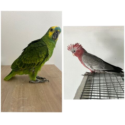 &agrave;€ r&eacute;server cacato&egrave;s rosalbin et amazone &agrave;  front bleu EAM 980 18500 Vignoux-sur-barangeon