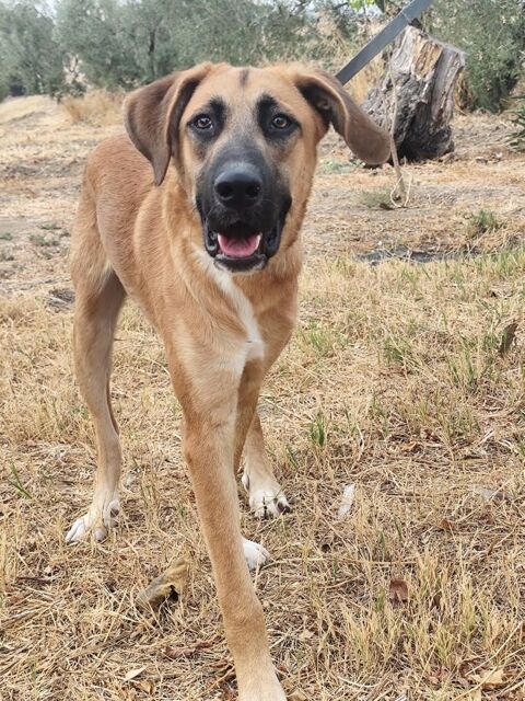 ALFIO 300 95610 ragny