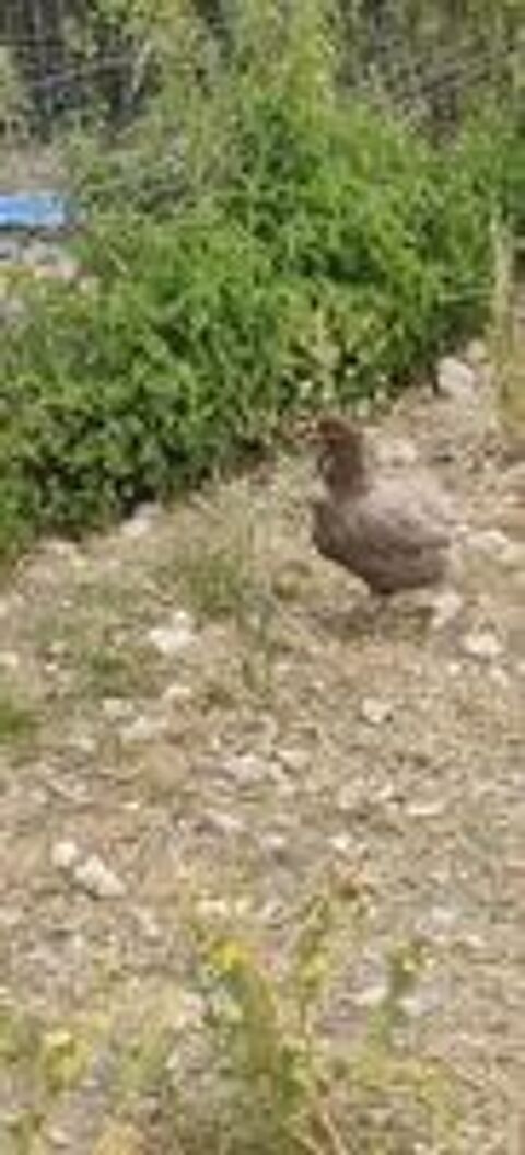   Couple coq et poule  