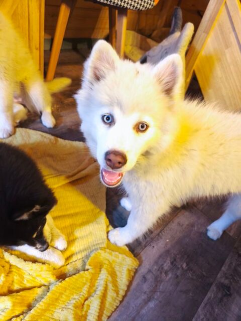3 adorables femelles pomskies F4 2500 13129 Salin de giraud