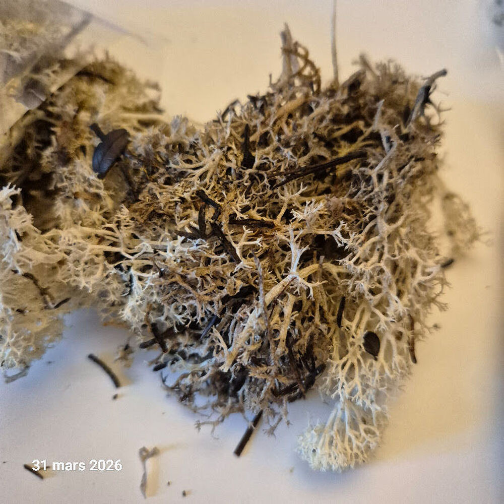 Mousse ou lichen d"Islande , vert fonc&eacute; et naturelle, 100 gr Jeux / jouets