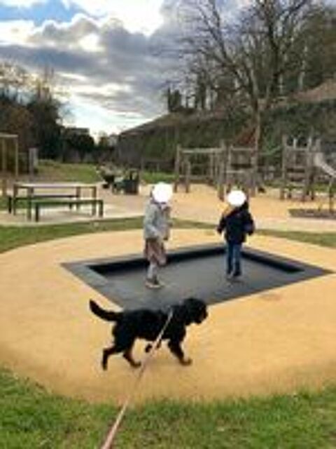   FREDDY  jagd terrier de 7 ans 