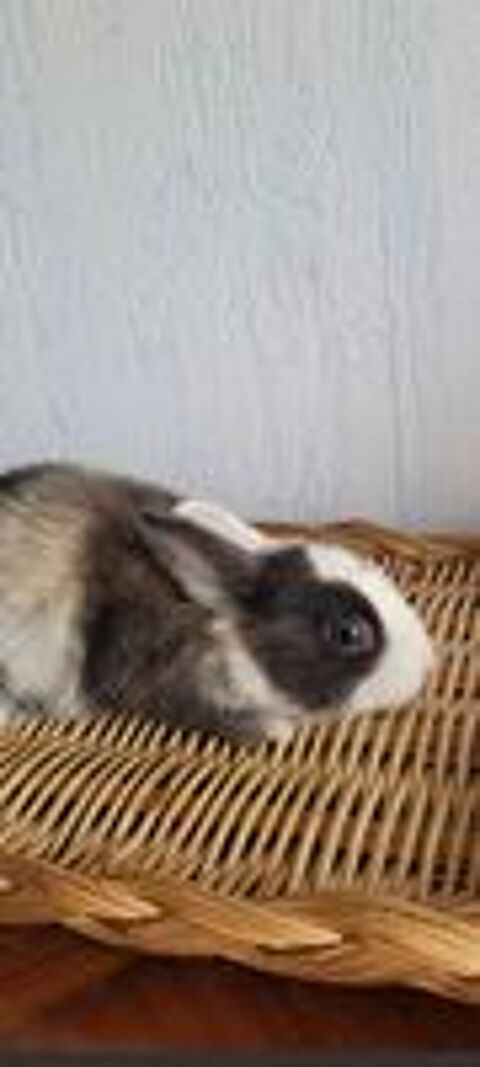  lapin nain  