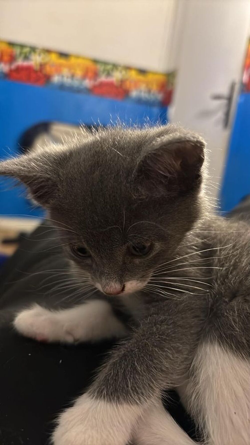   Chaton 