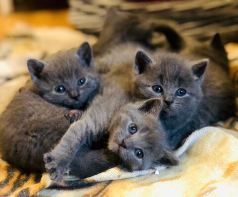 Chiots Chartreux inscrit au loof excellent lign&eacute; 450 75019 Paris