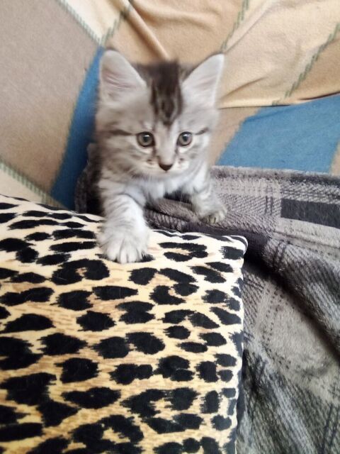 Donne chatton  0 80300 Albert