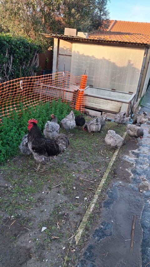 oeufs de poules geante de jersey 2 13129 Salin de giraud