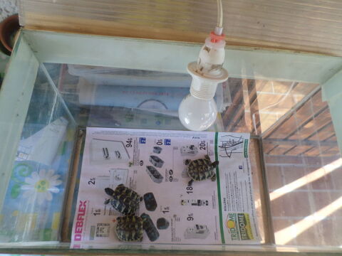 TERRARIUM ARTISANAL IDEAL TORTUES 26130 Saint-paul-trois-chteaux
