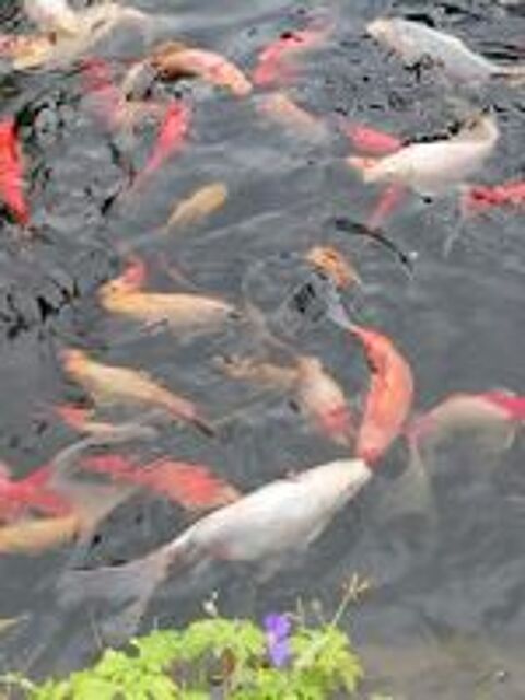  Poissons de bassin 