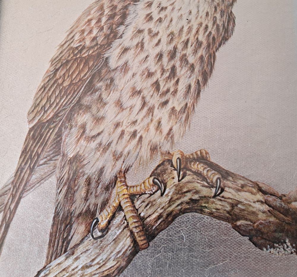 tableau vintage repr&eacute;sentant un rapace buse ou faucon Dufex Décoration