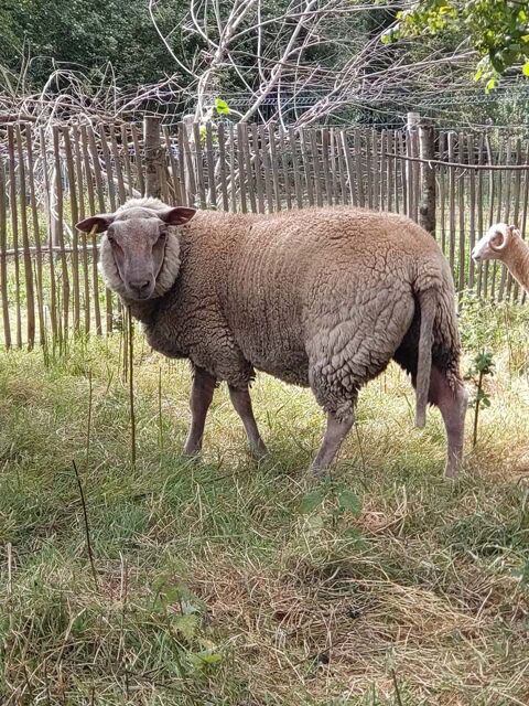 OURAGAN, gentil mouton Vendéen à tête rouge à adopter via l'association UMA 30 44170 Abbaretz
