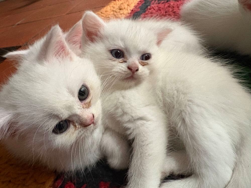 Chatons Jardin