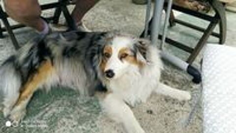   chiots berger australien 