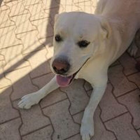   DIXY 