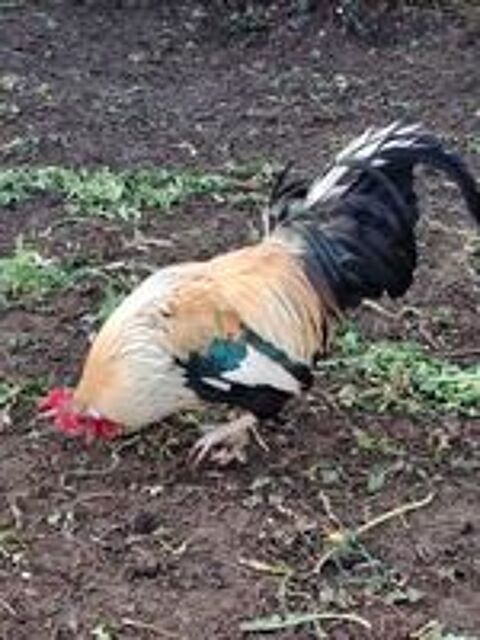   Cède jeune coq 1an et demi 