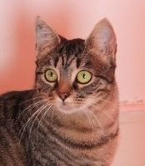 FALBALA FEMELLE TIGREE 5 ANS 1/2 195 92260 Fontenay-aux-roses