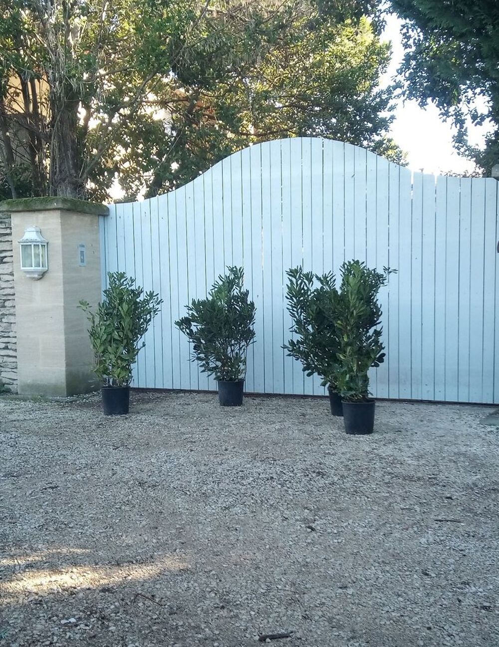 Arbuste rustique et persistant Pittosporum 'Tobira' Jardin