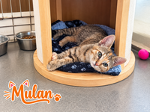   Mulan adorable chatonne de 3 mois 
