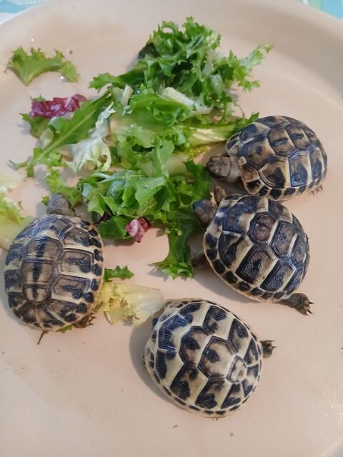 B&eacute;b&eacute;s tortues de terre 30 34920 Le crès