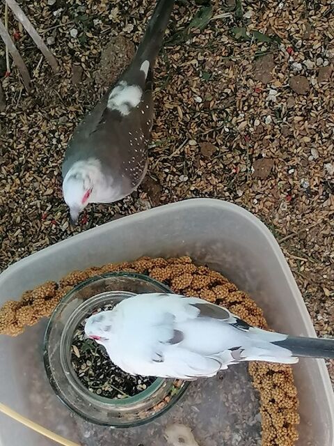 Colombe diamant 30 03400 Yzeure