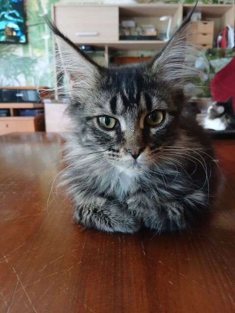 Chatons maine coon 1200 