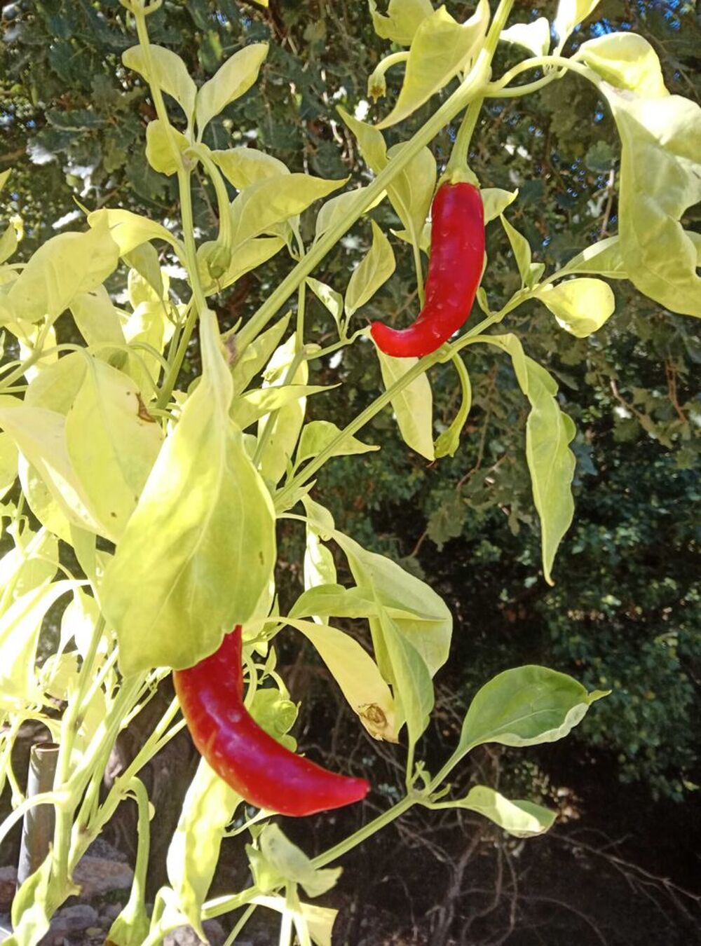 Piment du Maroc Jardin
