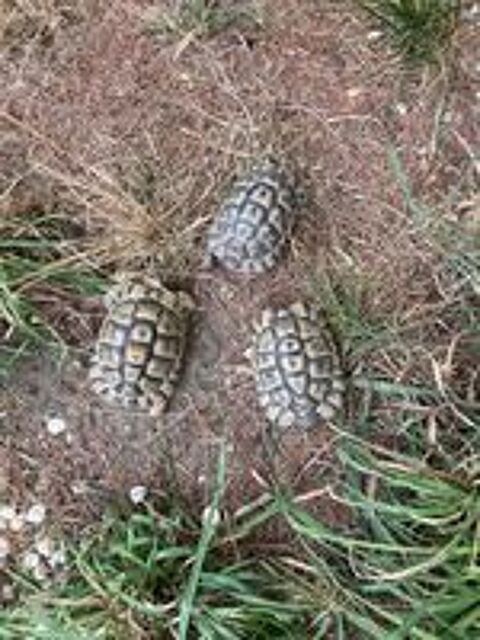   Tortues de terre boettgeri et greacqua  
