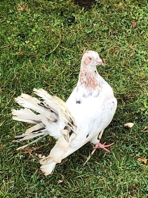 Jeune pigeons indien vie en liberté 15 51430 Tinqueux