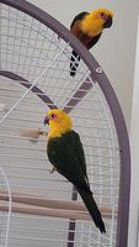   2 Conures jendaya 