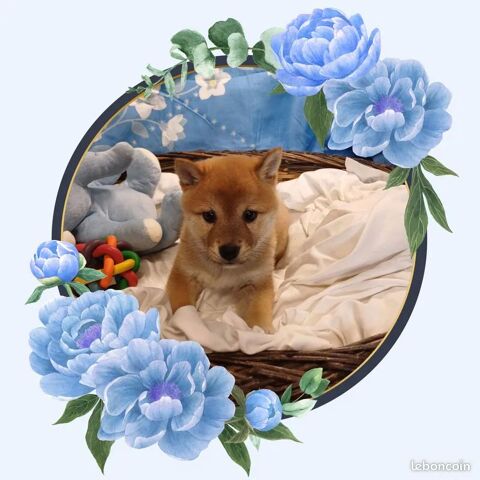 Chiots Shiba Inu mâle 750 18140 Prcy