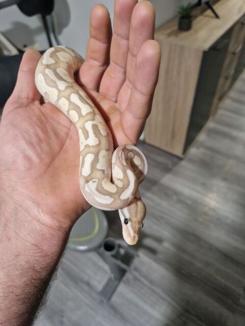 PYTHON REGIUS BANANA LESSER FIRE MALE 25770 Serre-les-sapins