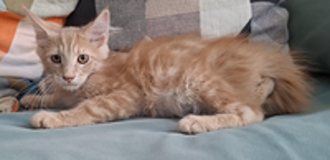   chaton mâle Maine Coon LOOF 