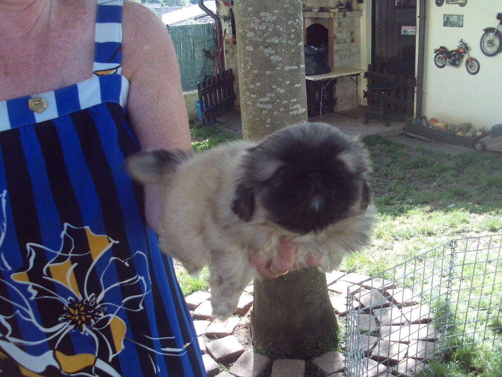   TRES BELLE FEMELLE PEKINOISE  