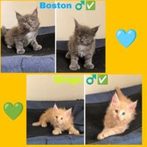  7 chatons Maines coons LOOF  
