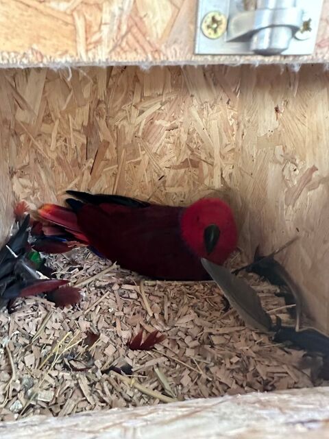 eclectus femelle 800 31380 Montastruc-la-conseill�re