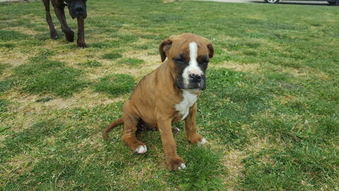 vend chiot Boxer 700 26260 Arthmonay