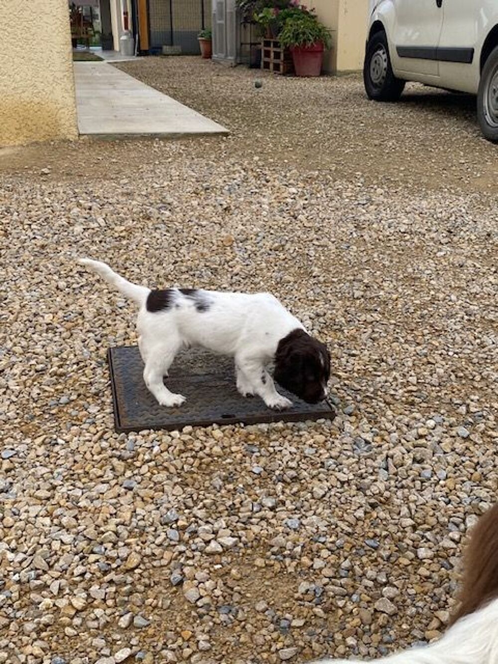 Annonce chien, chiot, Curtafond (01310) - WA178108522 - ParuVendu.fr