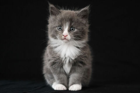 Magnifique Chaton Maine Coon LOOF à réserver 1600 51350 Cormontreuil