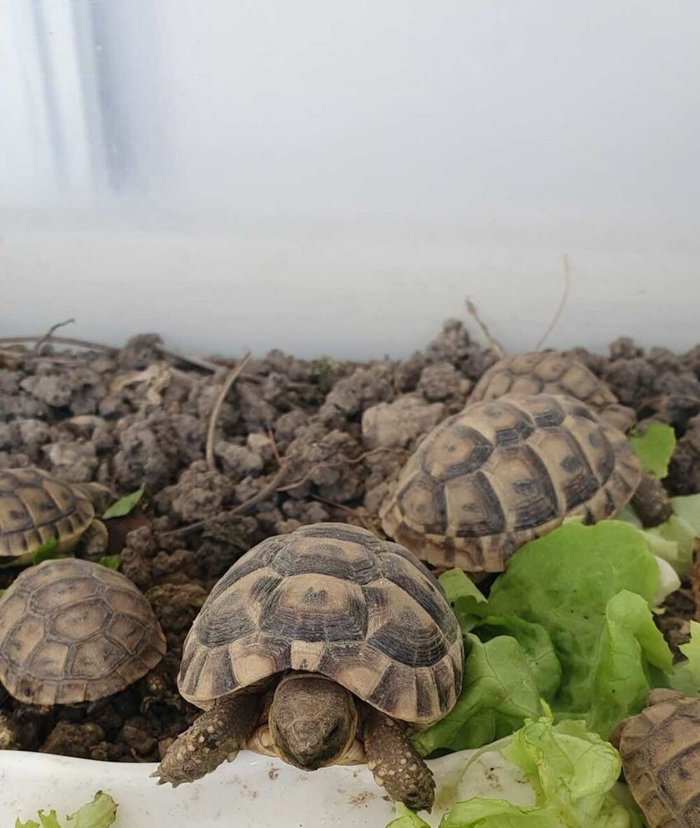 tortues Grecque 