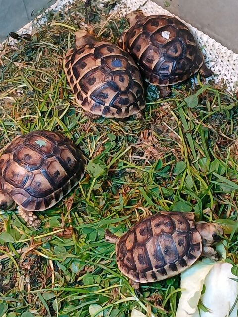 2 jeunes tortues de terre Graeca 80 28160 Brou